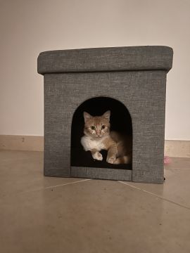 Katzenpfleger