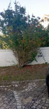 Lawncare - Home Improvements