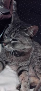 Hotel para Gatos