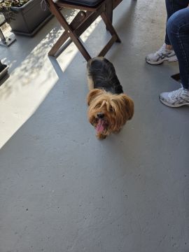 Hotel para Cães