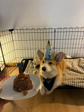 Hotel para Cães