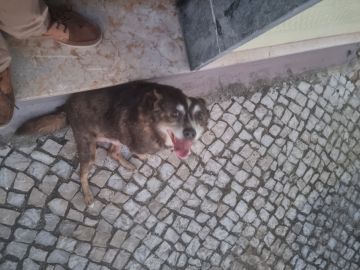 Hotel para Cães