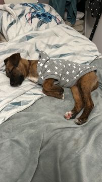 Hotel para Cães