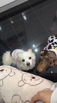 Hotel para Cães