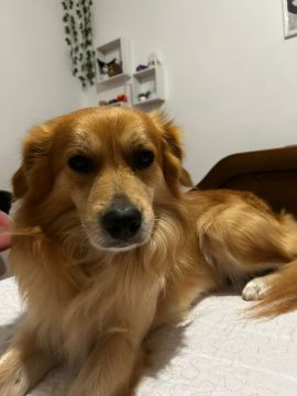 Hotel para Cães