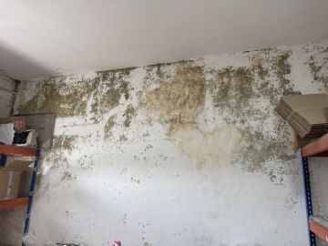 Schimmelinspektion und -beseitigung