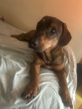 Hotel para Cães