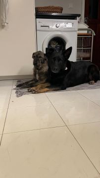 Hotel para Cães