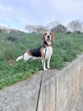 Hundepension