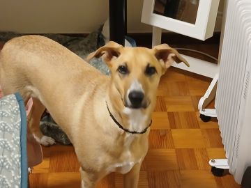 Hotel e Creche para Animais