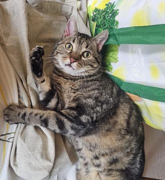 Hotel para Gatos