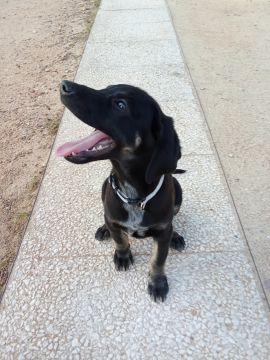 Hotel para Cães