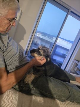 Hotel para Cães