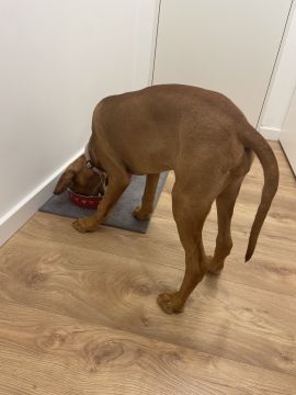 Dog Hotel