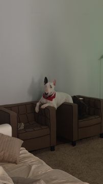 Hotel para Cães