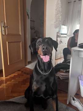 Dog Hotel