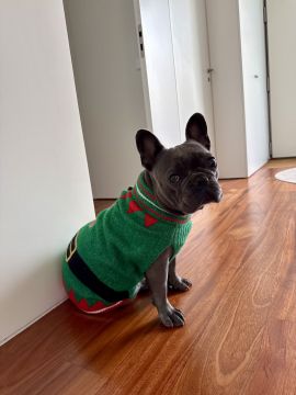 Pension pour chiens