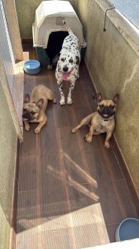 Hotel para Cães