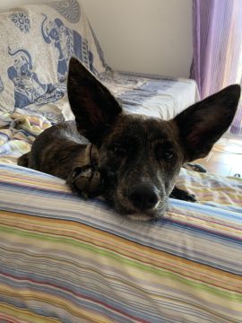 Hotel para Cães - Animais