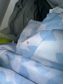 Bed Bug Extermination - Pest Control