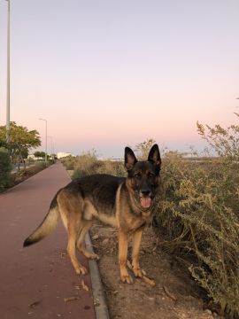 Hotel para Cães