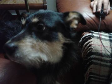Hotel para Cães