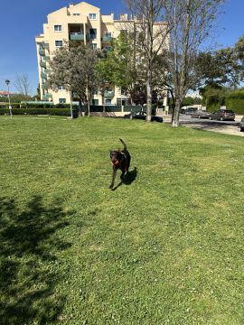 Pet Boarding and Daycare - Pets