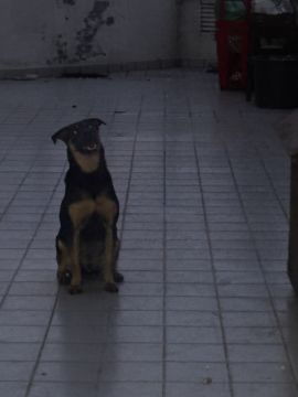 Hotel para Cães