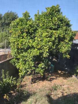 Tree Trimmer