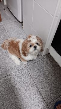 Hotel para Cães