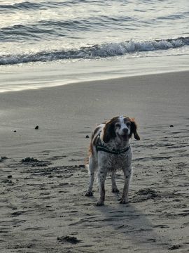Hotel para Cães