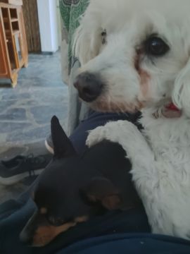 Hotel para Cães