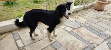 Hotel para Cães