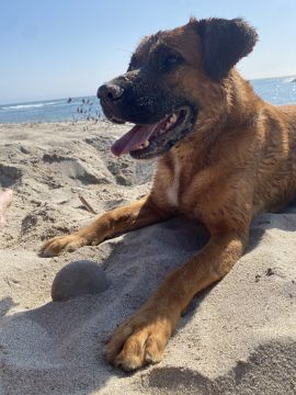 Hundepension