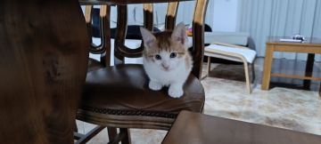 Hotel for Cats