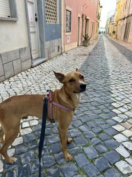Creche para Cães