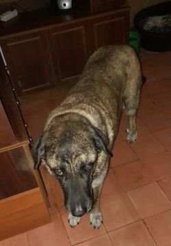 Hotel para Cães