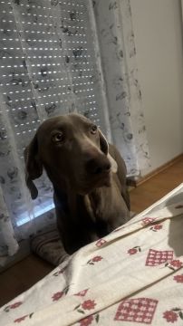 Hotel para Cães