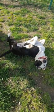 Hotel para Cães