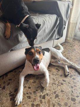 Hotel para Cães