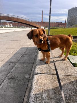Hotel para Cães