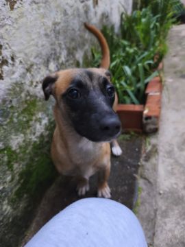 Hotel para Cães