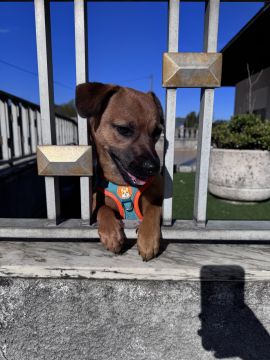 Hotel para Cães