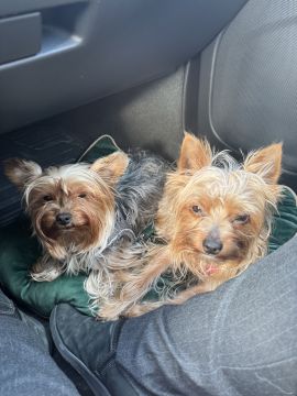 Hospedaje de perros