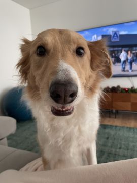 Hotel para Cães