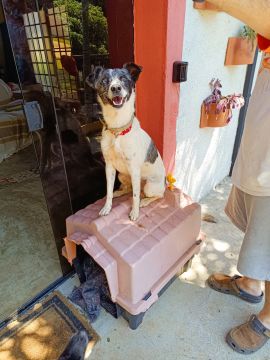 Pension pour chiens