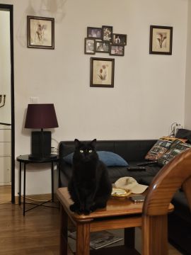 Hotel para Gatos