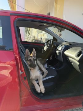 Hotel para Cães