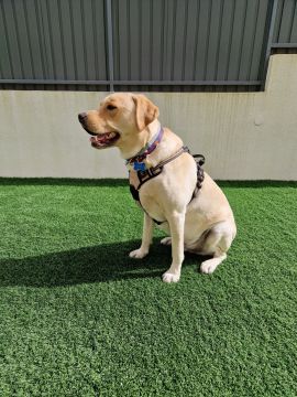 Dog Hotel