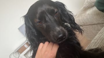 Hotel para Cães